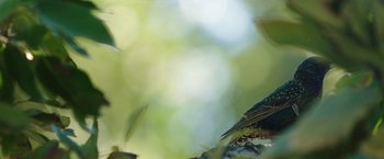 Movie still from “The Biggest Little Farm” (2018), directed by John Chester – A bird on a tree branch; Extreme Close Up shot, Low angle
