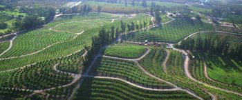 Movie still from “The Biggest Little Farm” (2018), directed by John Chester – An aerial view of an open field with many rows of trees; Extreme Wide shot, High angle