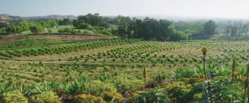 Movie still from “The Biggest Little Farm” (2018), directed by John Chester – An open field with many trees and plants; Extreme Wide shot, High angle