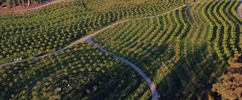 Movie still from “The Biggest Little Farm” (2018), directed by John Chester – An aerial view of an open field with trees; Extreme Wide shot, Overhead angle