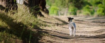 Movie still from “The Biggest Little Farm” (2018), directed by John Chester – A small sheep standing on the side of a dirt road; Close Up shot, High angle