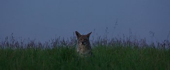 Movie still from “The Biggest Little Farm” (2018), directed by John Chester – A cat sitting in tall grass in a field; Wide shot, Low angle