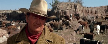 Movie still from “The Cowboys” (1972), directed by Mark Rydell – An older man wearing a cowboy hat with a herd of cattle in the background; Close Up shot, Over the shoulder angle