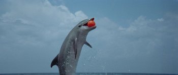 Movie still from “The Day of the Dolphin” (1973), directed by Mike Nichols – A dolphin jumping in the air with a ball in its mouth; Close Up shot, Low angle