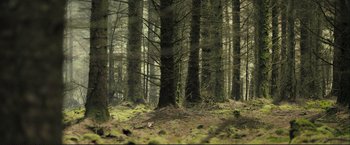 Movie still from “The Disappearance of Alice Creed” (2009), directed by J Blakeson – A group of trees in the middle of a forest; Extreme Wide shot, Low angle