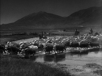 Movie still from “The Furies” (1950), directed by Anthony Mann – A herd of sheep walking across a shallow river; Extreme Wide shot, High angle