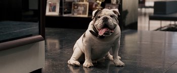 Movie still from “The Game Plan” (2007), directed by Andy Fickman – A white and black dog sitting on top of a floor; Close Up shot, Low angle