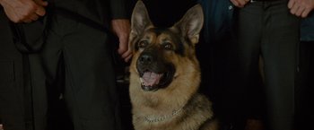 Movie still from “The Heat” (2013), directed by Paul Feig – A german shepherd dog with a collar and a person standing next to it; Close Up shot, Low angle