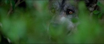 Movie still from “The Journey of Natty Gann” (1985), directed by Jeremy Kagan – A dog's face is seen through the leaves of a tree; Extreme Close Up shot, High angle