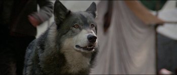 Movie still from “The Journey of Natty Gann” (1985), directed by Jeremy Kagan – A dog's face with a blurry background; Close Up shot, Low angle