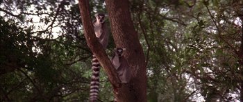 Movie still from “The Jungle Book” (1994), directed by Stephen Sommers – A couple of lemurs are sitting on a tree; Wide shot, Low angle
