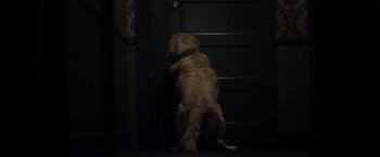 Movie still from “The Lords of Salem” (2012), directed by Rob Zombie – A dog standing in front of a black door; Wide shot, High angle