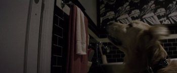 Movie still from “The Lords of Salem” (2012), directed by Rob Zombie – A dog is standing in a bathroom next to a sink; Close Up shot, Low angle