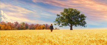 Movie still from “The Lovely Bones” (2009), directed by Peter Jackson – A person walking in a field with a tree in the background; Extreme Wide shot, Low angle