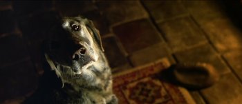 Movie still from “The Mexican” (2001), directed by Gore Verbinski – A dog's face on a rug; Close Up shot, Low angle