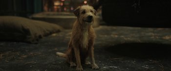 Movie still from “The One and Only Ivan” (2020), directed by Thea Sharrock – A brown dog sitting on the ground in the dark; Close Up shot, High angle