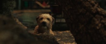 Movie still from “The One and Only Ivan” (2020), directed by Thea Sharrock – A small dog sitting on top of a pile of dirt; Close Up shot, High angle