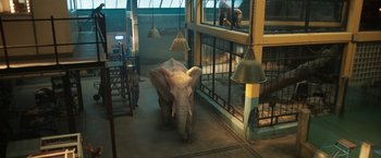 Movie still from “The One and Only Ivan” (2020), directed by Thea Sharrock – An image of an elephant walking in a building; Wide shot, High angle