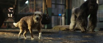 Movie still from “The One and Only Ivan” (2020), directed by Thea Sharrock – A brown and white dog standing on top of a cement floor; Close Up shot, High angle