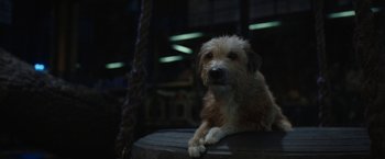 Movie still from “The One and Only Ivan” (2020), directed by Thea Sharrock – A brown and white dog sitting on top of a barrel; Close Up shot, High angle