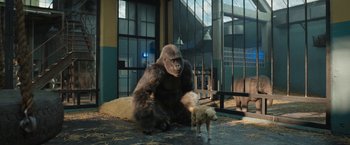 Movie still from “The One and Only Ivan” (2020), directed by Thea Sharrock – A gorilla sitting next to a sheep in an enclosure; Wide shot, Low angle