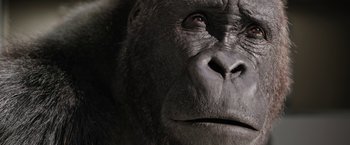 Movie still from “The One and Only Ivan” (2020), directed by Thea Sharrock – A gorilla's face looking upward; Extreme Close Up shot, Low angle