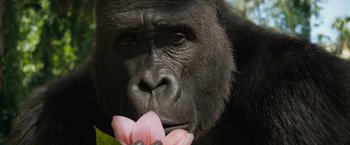 Movie still from “The One and Only Ivan” (2020), directed by Thea Sharrock – A gorilla with a flower in its mouth; Extreme Close Up shot, High angle