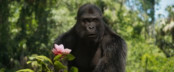 Movie still from “The One and Only Ivan” (2020), directed by Thea Sharrock – A gorilla is standing next to a pink flower; Close Up shot, Low angle