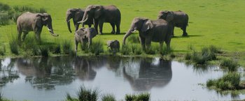 Movie still from “The One and Only Ivan” (2020), directed by Thea Sharrock – A herd of elephants standing on top of a lush green field; Extreme Wide shot, High angle