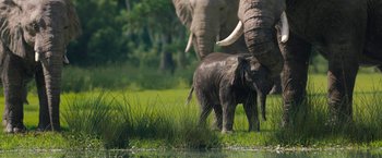 Movie still from “The One and Only Ivan” (2020), directed by Thea Sharrock – An adult and a baby elephant walking in a field; Extreme Wide shot, Low angle