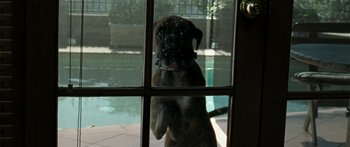 Movie still from “The Square” (2008), directed by Nash Edgerton – A dog looking out of a window at a swimming pool; Wide shot, Low angle