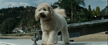 Movie still from “The Square” (2008), directed by Nash Edgerton – A white dog standing on top of a cement walkway; Medium shot, Low angle