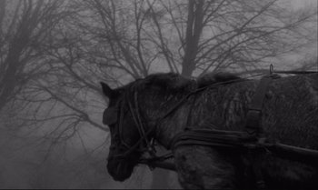 Movie still from “The Turin Horse” (2011), directed by Ágnes Hranitzky – A black and white photo of a horse in the fog; Close Up shot, Low angle