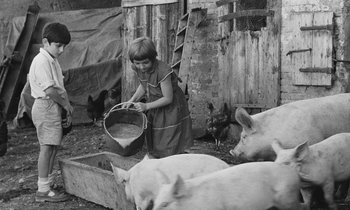 Movie still from “The Two of Us” (1967), directed by Claude Berri – A little girl is holding a bucket of feed while standing next to pigs; Medium shot, High angle