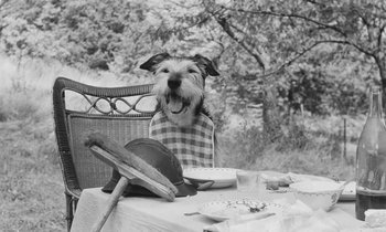 Movie still from “The Two of Us” (1967), directed by Claude Berri – A black and white photo of a dog sitting at a table; Medium shot, High angle