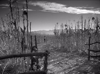 Movie still from “The Westerner” (1940), directed by William Wyler – A black - and - white photo of a corn field; Extreme Wide shot, High angle