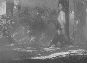 Movie still from “Throne of Blood” (1957), directed by Akira Kurosawa – A black - and - white photo of trees in the fog; Extreme Wide shot, Low angle