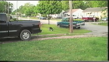 Movie still from “Trash Humpers” (2009), directed by Harmony Korine – A black and white dog walking in the grass next to a black truck; Extreme Wide shot, High angle
