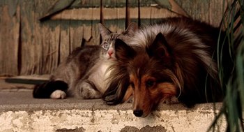 Movie still from “U Turn” (1997), directed by Oliver Stone – A dog and a cat laying next to each other on the ground; Close Up shot, High angle