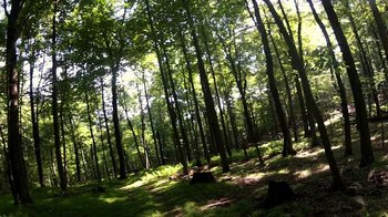 Movie still from “V/H/S/2” (2013), directed by Timo Tjahjanto – A group of trees that are in the woods; Extreme Wide shot, Low angle