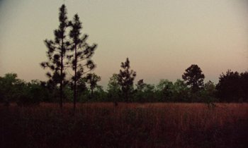 Movie still from “Vernon, Florida” (1981), directed by Errol Morris – A group of trees in a field at dusk or dawn; Extreme Wide shot, Low angle