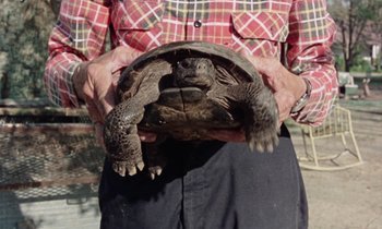 Movie still from “Vernon, Florida” (1981), directed by Errol Morris – An older man holding a turtle in his hands; Close Up shot, High angle
