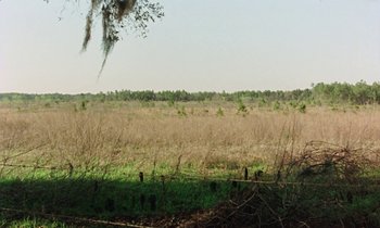 Movie still from “Vernon, Florida” (1981), directed by Errol Morris – A grassy field with trees in the background; Extreme Wide shot, High angle