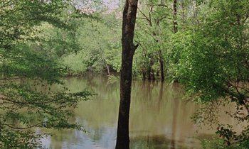 Movie still from “Vernon, Florida” (1981), directed by Errol Morris – A body of water surrounded by trees and bushes; Extreme Wide shot, High angle