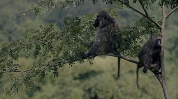 Movie still from “Virunga” (2014), directed by Orlando von Einsiedel – A monkey sitting on a tree branch in a forest; Wide shot, Low angle