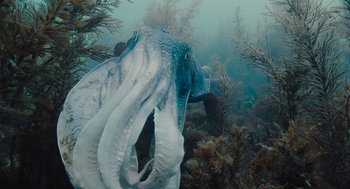 Movie still from “Voyage of Time” (2016), directed by Terrence Malick – An octopus swimming in the water near a body of water; Medium shot, Overhead angle