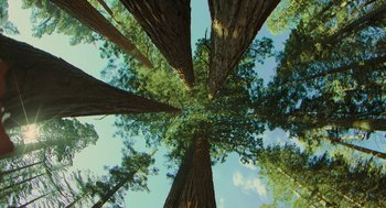 Movie still from “Voyage of Time” (2016), directed by Terrence Malick – Looking up at a group of trees in a forest; Extreme Wide shot, Overhead angle