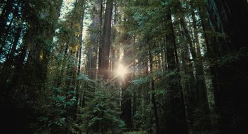 Movie still from “Voyage of Time” (2016), directed by Terrence Malick – The sun is shining through the trees in the forest; Extreme Wide shot, Low angle