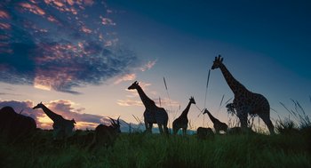 Movie still from “Voyage of Time” (2016), directed by Terrence Malick – Several giraffes and antelopes are standing in a field; Extreme Wide shot, Low angle