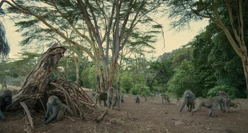 Movie still from “Voyage of Time” (2016), directed by Terrence Malick – A group of baboons standing in the middle of a forest; Extreme Wide shot, High angle
